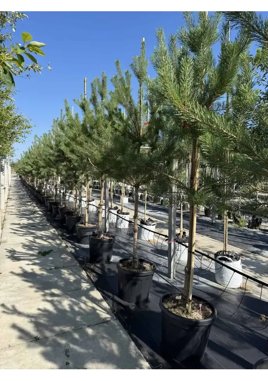 Waldkiefer Hochstamm | Pinus sylvestris