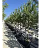 Waldkiefer Hochstamm | Pinus sylvestris