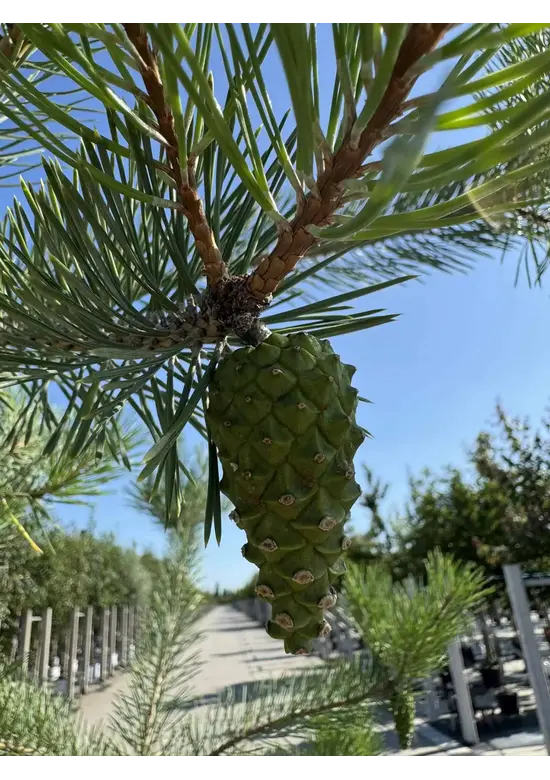 Waldkiefer Hochstamm | Pinus sylvestris
