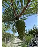 Waldkiefer Hochstamm | Pinus sylvestris