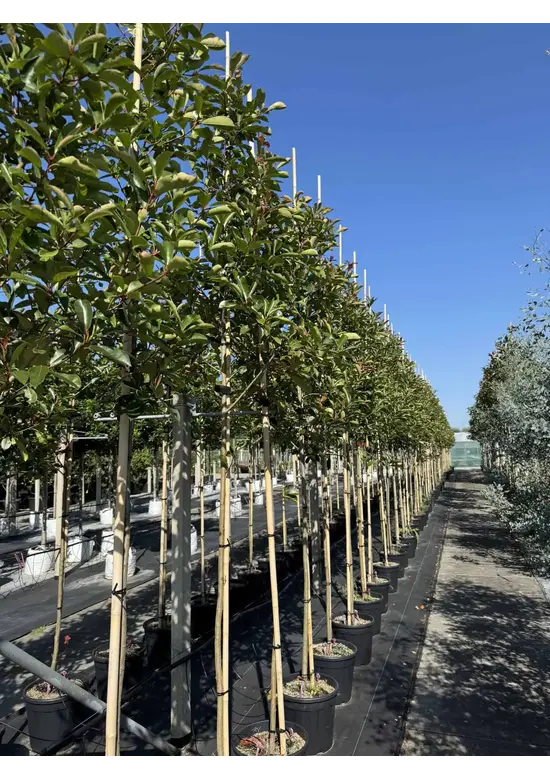 Glanzmispel Baum  | Photinia fraseri 'Red Robin'
