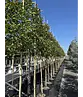 Glanzmispel Baum  | Photinia fraseri 'Red Robin'