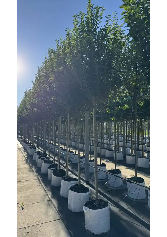 Säulen-Felsenbirne 'Rainbow Pillar' | Amelanchier 'Rainbow Pillar'