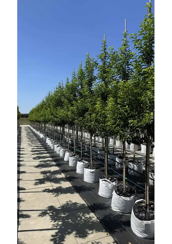 Portugiesische Lorbeerkirsche Baum 'Brenelia' | Prunus lusitanica 'Brenelia'