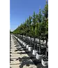 Portugiesische Lorbeerkirsche Baum 'Brenelia' | Prunus lusitanica 'Brenelia'