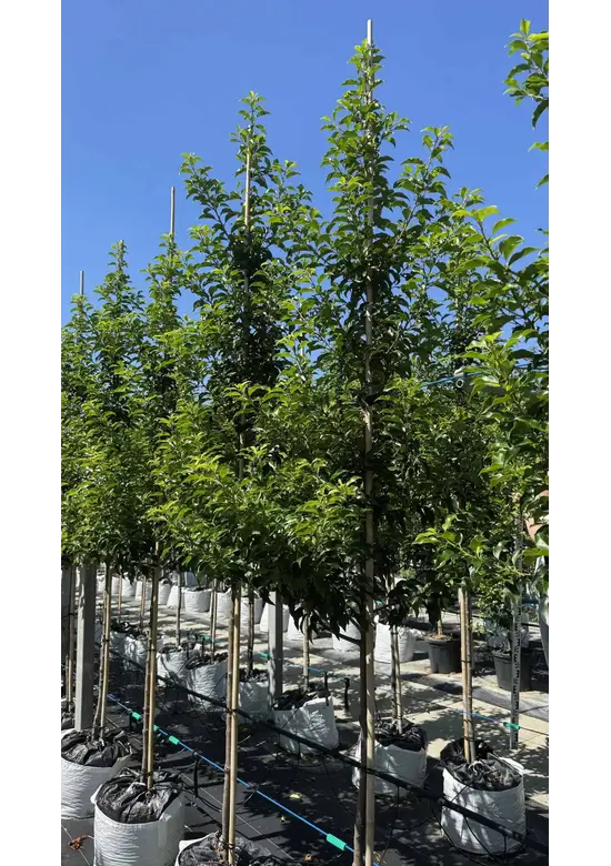 Portugiesische Lorbeerkirsche Baum 'Brenelia' | Prunus lusitanica 'Brenelia'