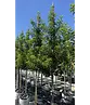 Portugiesische Lorbeerkirsche Baum 'Brenelia' | Prunus lusitanica 'Brenelia'