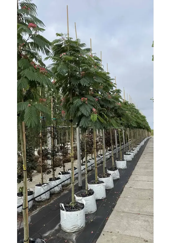 Seidenbaum 'Ombrella' | Albizia julibrissin 'Ombrella'