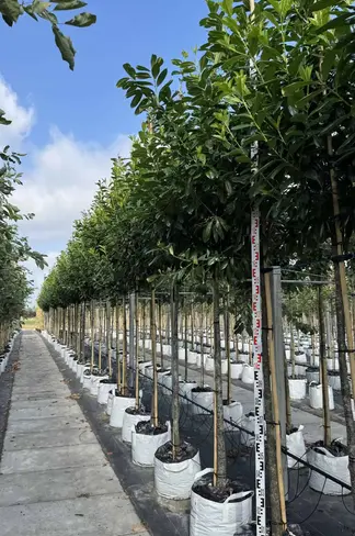 Kirschlorbeer Hochstamm | Prunus laurocerasus 'Novita'
