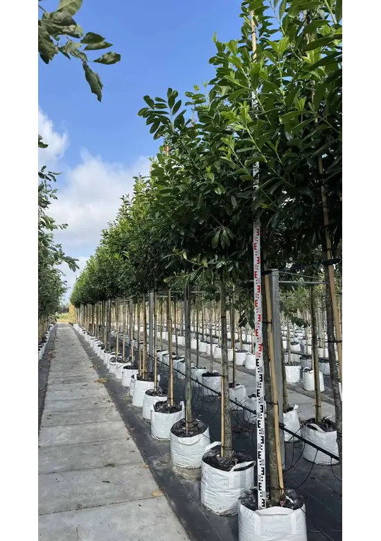 Kirschlorbeer Hochstamm | Prunus laurocerasus 'Novita'