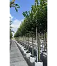 Kirschlorbeer Hochstamm | Prunus laurocerasus 'Novita'