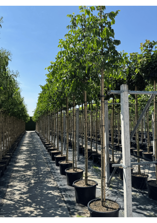 Bienenbaum | Tetradium daniellii - Euodia daniellii