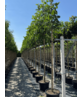 Bienenbaum | Tetradium daniellii - Euodia daniellii