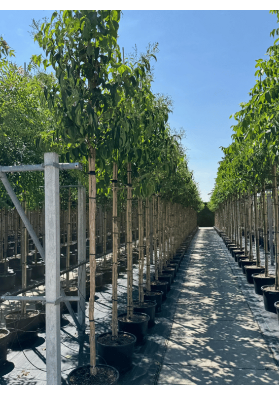 Sieben-Söhne-des-Himmels Baum | Heptacodium miconioides