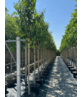 Sieben-Söhne-des-Himmels Baum | Heptacodium miconioides