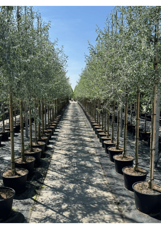 Weidenblättrige Birne Hochstamm | Pyrus salicifolia 'Pendula'