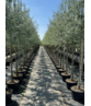 Weidenblättrige Birne Hochstamm | Pyrus salicifolia 'Pendula'