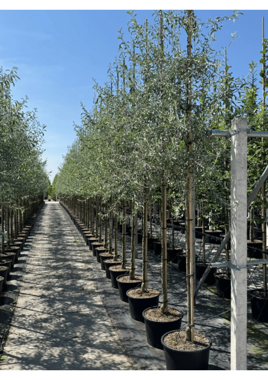 Weidenblättrige Birne Hochstamm | Pyrus salicifolia 'Pendula'