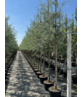 Weidenblättrige Birne Hochstamm | Pyrus salicifolia 'Pendula'