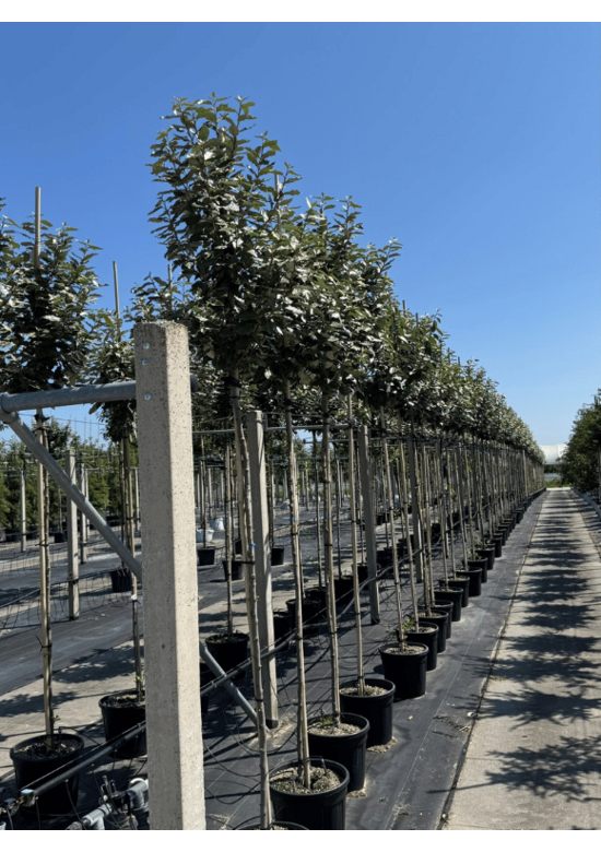 Hochstamm Ölweide | Elaeagnus ebbingei 'Compacta'