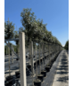 Hochstamm Ölweide | Elaeagnus ebbingei 'Compacta'