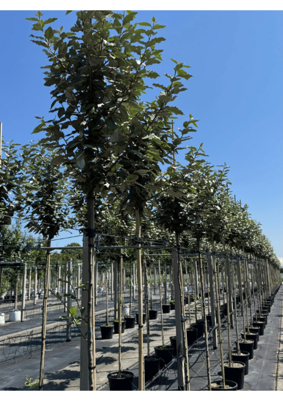 Hochstamm Ölweide | Elaeagnus ebbingei 'Compacta'