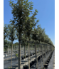 Hochstamm Ölweide | Elaeagnus ebbingei 'Compacta'