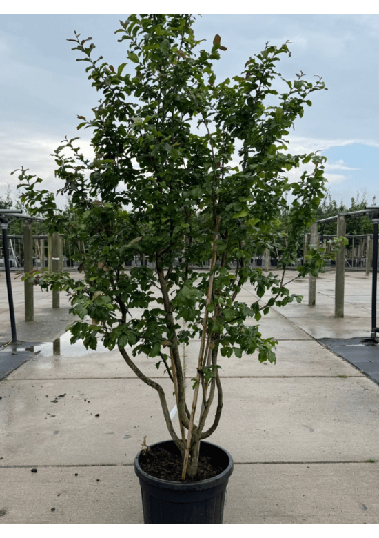 Eisenholzbaum 'Vanessa' mehrstämmig | Parrotia persica 'Vanessa'