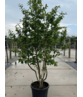 Eisenholzbaum 'Vanessa' mehrstämmig | Parrotia persica 'Vanessa'
