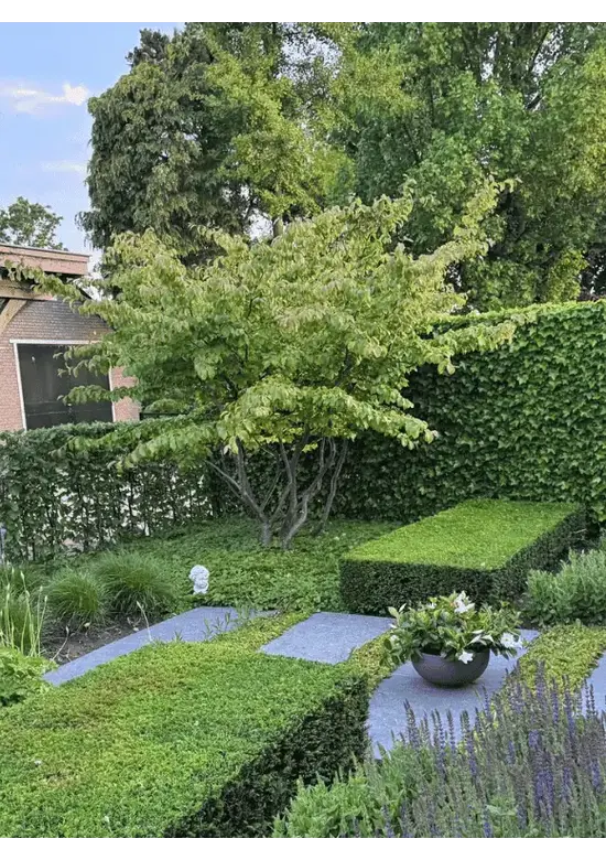 Eisenholzbaum mehrstämmig | Parrotia persica