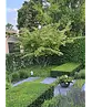 Eisenholzbaum mehrstämmig | Parrotia persica