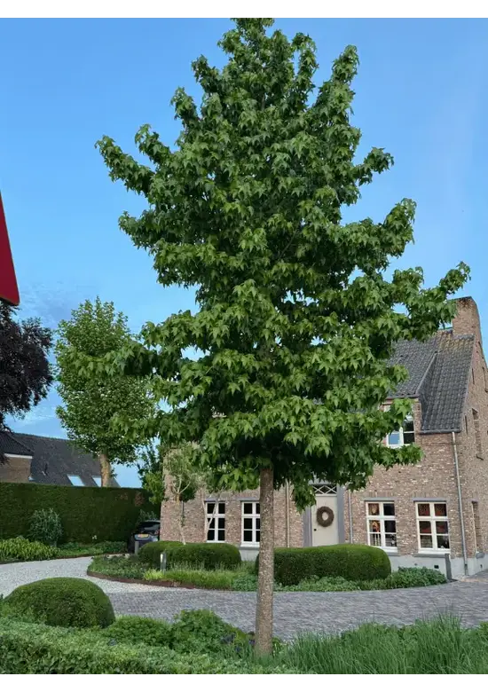 Amerikanischer Amberbaum | Liquidambar styraciflua