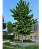 Amerikanischer Amberbaum | Liquidambar styraciflua