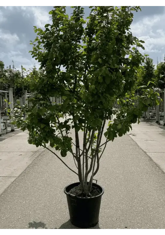 Eisenholzbaum 'Vanessa' mehrstämmig | Parrotia persica 'Vanessa'
