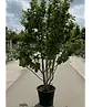 Eisenholzbaum 'Vanessa' mehrstämmig | Parrotia persica 'Vanessa'