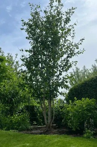 Eisenholzbaum 'Vanessa' mehrstämmig | Parrotia persica 'Vanessa'