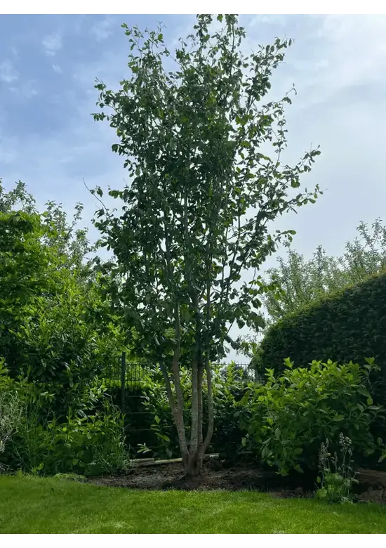 Eisenholzbaum 'Vanessa' mehrstämmig | Parrotia persica 'Vanessa'