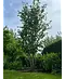 Eisenholzbaum 'Vanessa' mehrstämmig | Parrotia persica 'Vanessa'