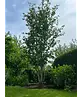 Eisenholzbaum 'Vanessa' mehrstämmig | Parrotia persica 'Vanessa'