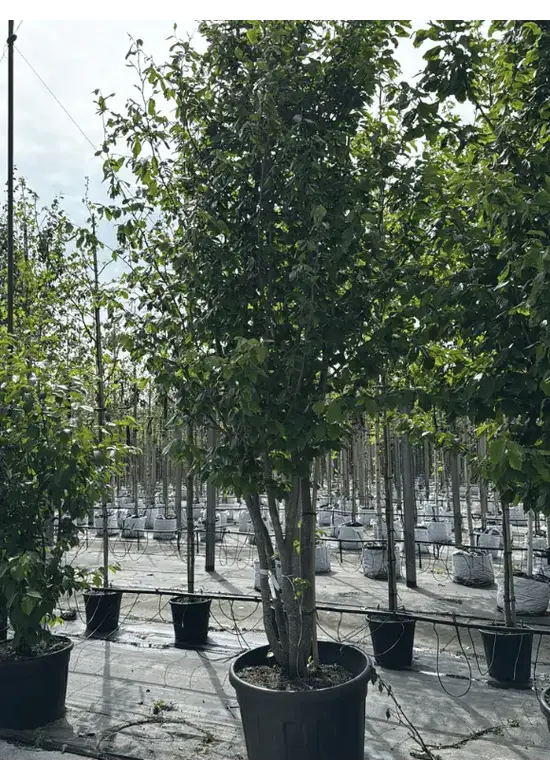 Eisenholzbaum 'Vanessa' mehrstämmig | Parrotia persica 'Vanessa'
