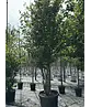 Eisenholzbaum 'Vanessa' mehrstämmig | Parrotia persica 'Vanessa'