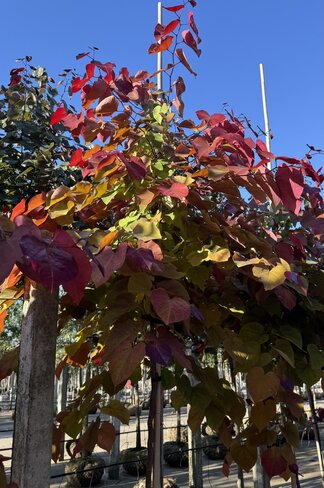 Kanadischer Judasbaum 'Eternal Flame' | Cercis canadensis 'Eternal Flame'