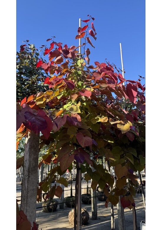 Kanadischer Judasbaum 'Eternal Flame' | Cercis canadensis 'Eternal Flame'