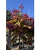 Kanadischer Judasbaum 'Eternal Flame' | Cercis canadensis 'Eternal Flame'