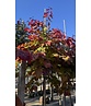 Kanadischer Judasbaum 'Eternal Flame' | Cercis canadensis 'Eternal Flame'