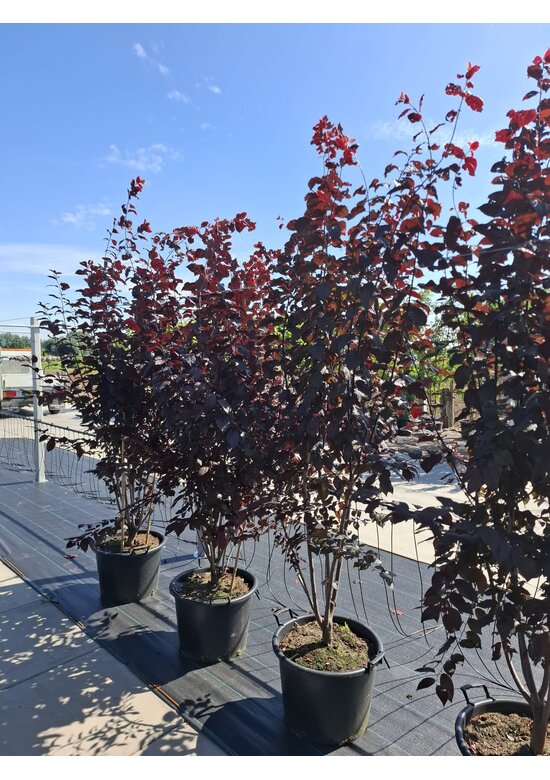 Blutpflaume Mehrstämmig 'Nigra' | Prunus cerasifera 'Nigra'