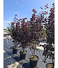 Blutpflaume Mehrstämmig 'Nigra' | Prunus cerasifera 'Nigra'
