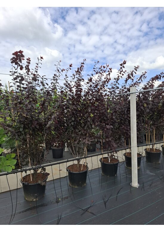 Blutpflaume Mehrstämmig 'Nigra' | Prunus cerasifera 'Nigra'