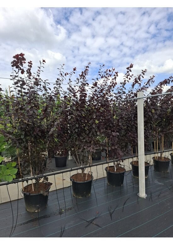 Blutpflaume Mehrstämmig 'Nigra' | Prunus cerasifera 'Nigra'