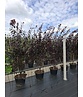 Blutpflaume Mehrstämmig 'Nigra' | Prunus cerasifera 'Nigra'